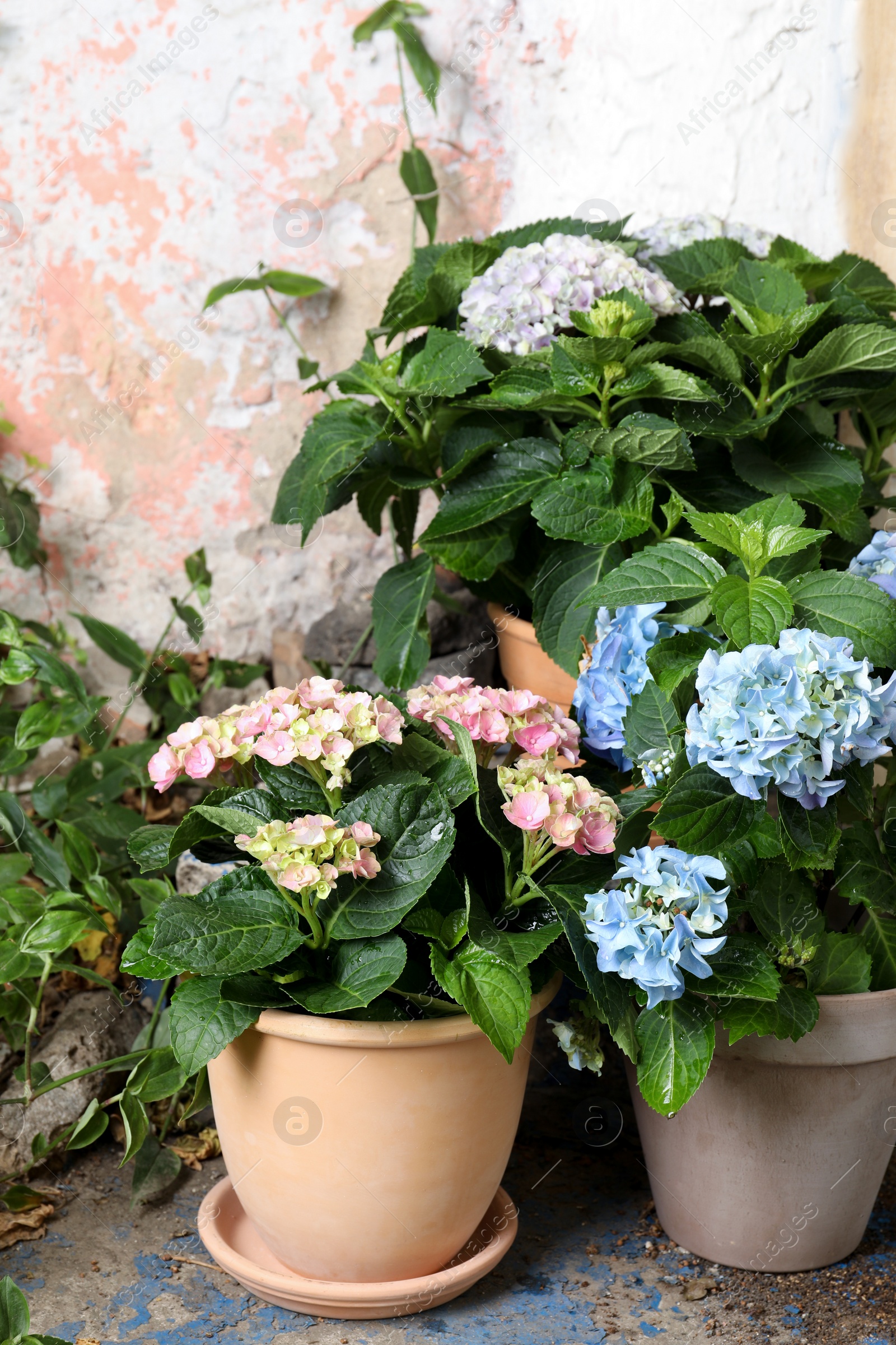 Photo of Beautiful blooming hortensia plants in pots outdoors