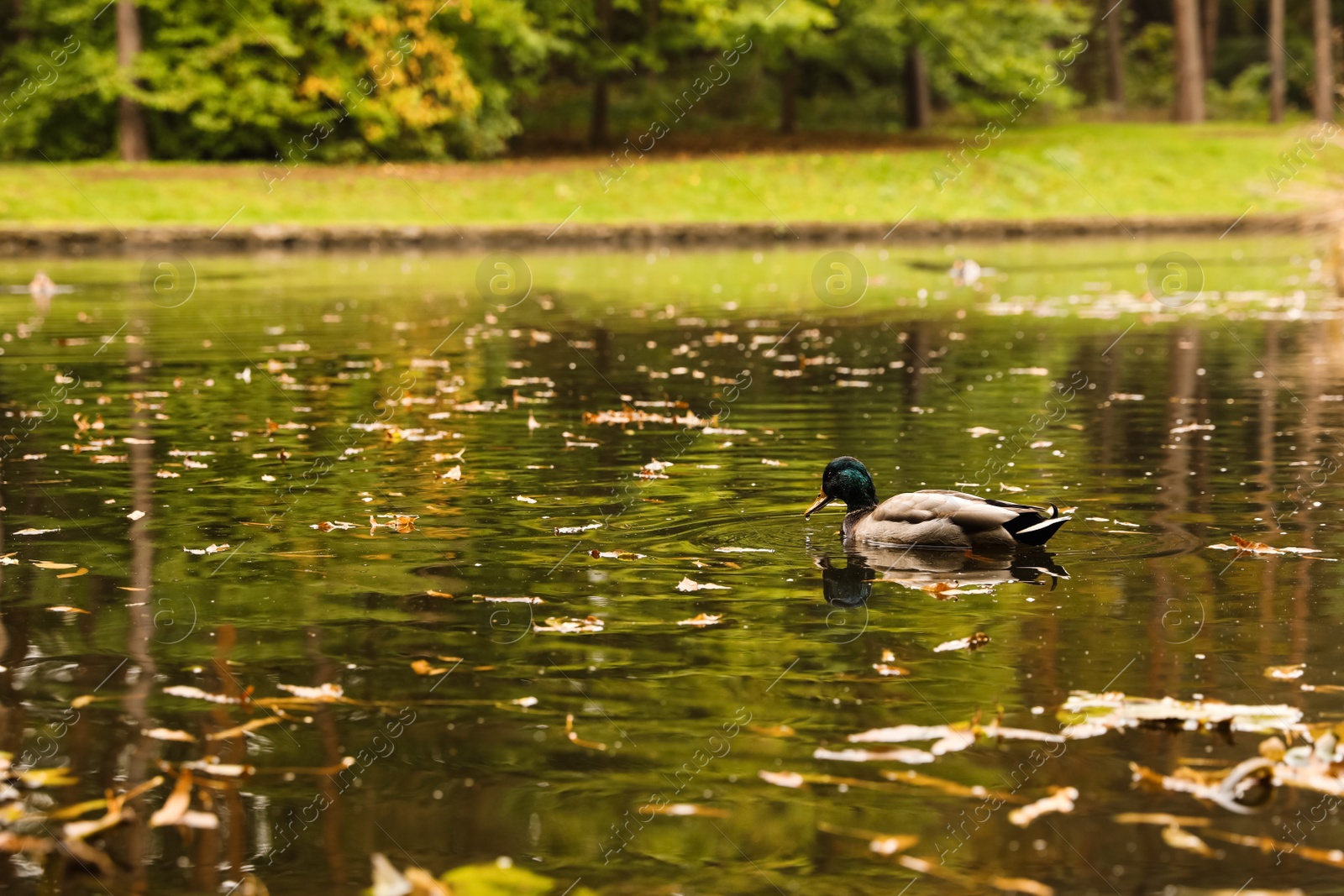 Photo of Cute duck swimming in pond on autumn day