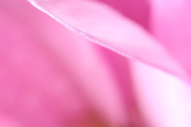 Photo of Pink petal of beautiful flower, macro view
