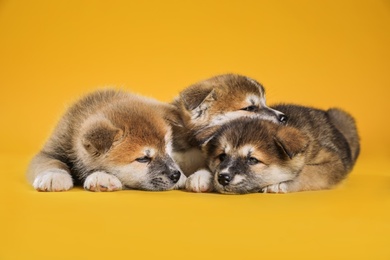 Adorable Akita Inu puppies on yellow background