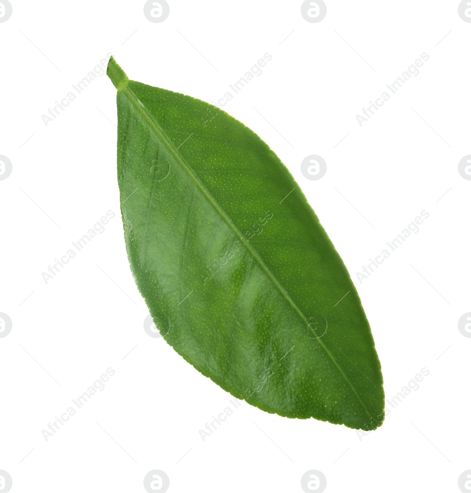 Photo of Fresh green orange leaf isolated on white