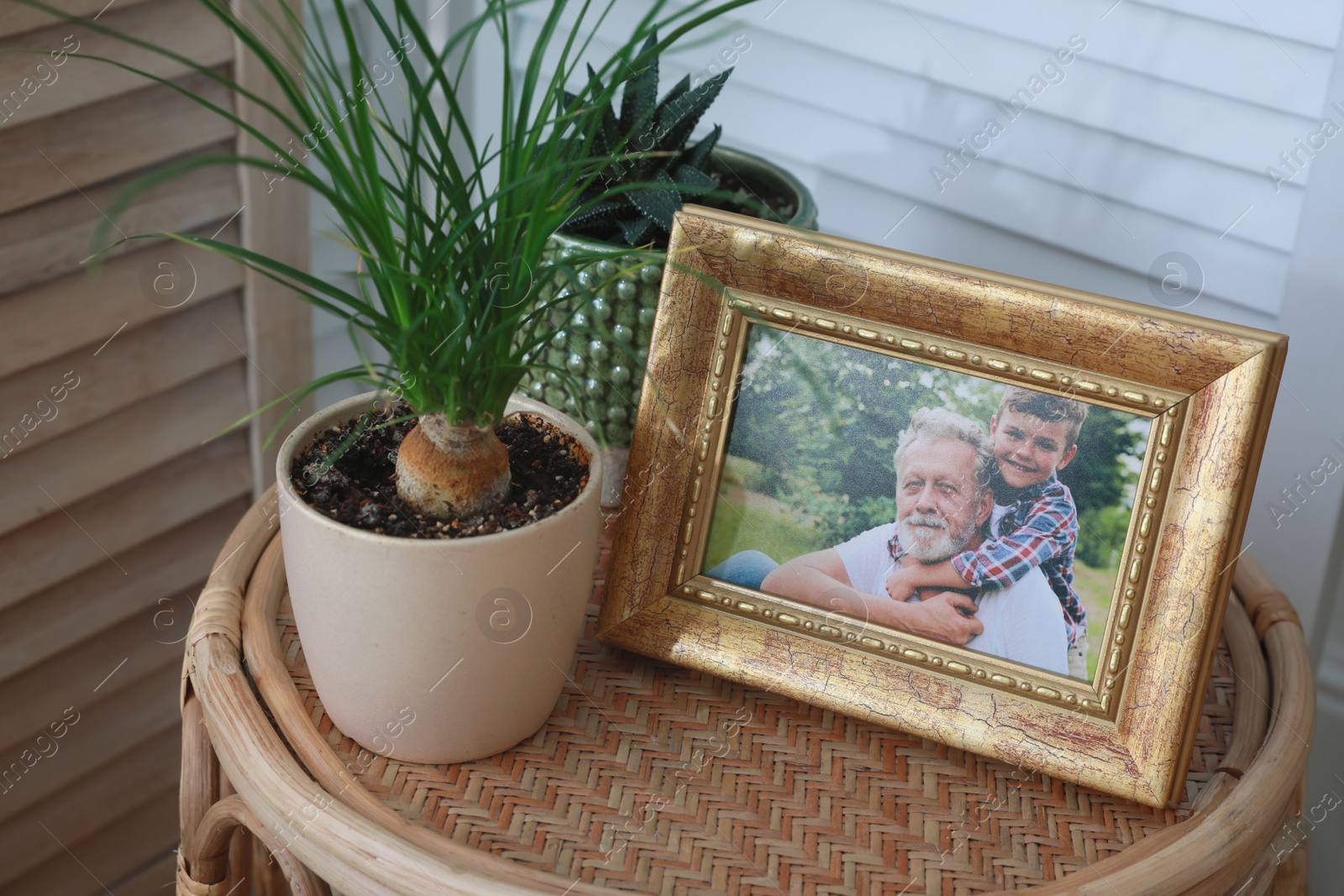 Photo of Framed family photo near houseplants on table in room