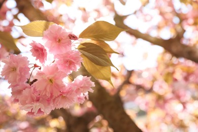 Photo of Sakura tree with beautiful blossoms on spring day. Space for text