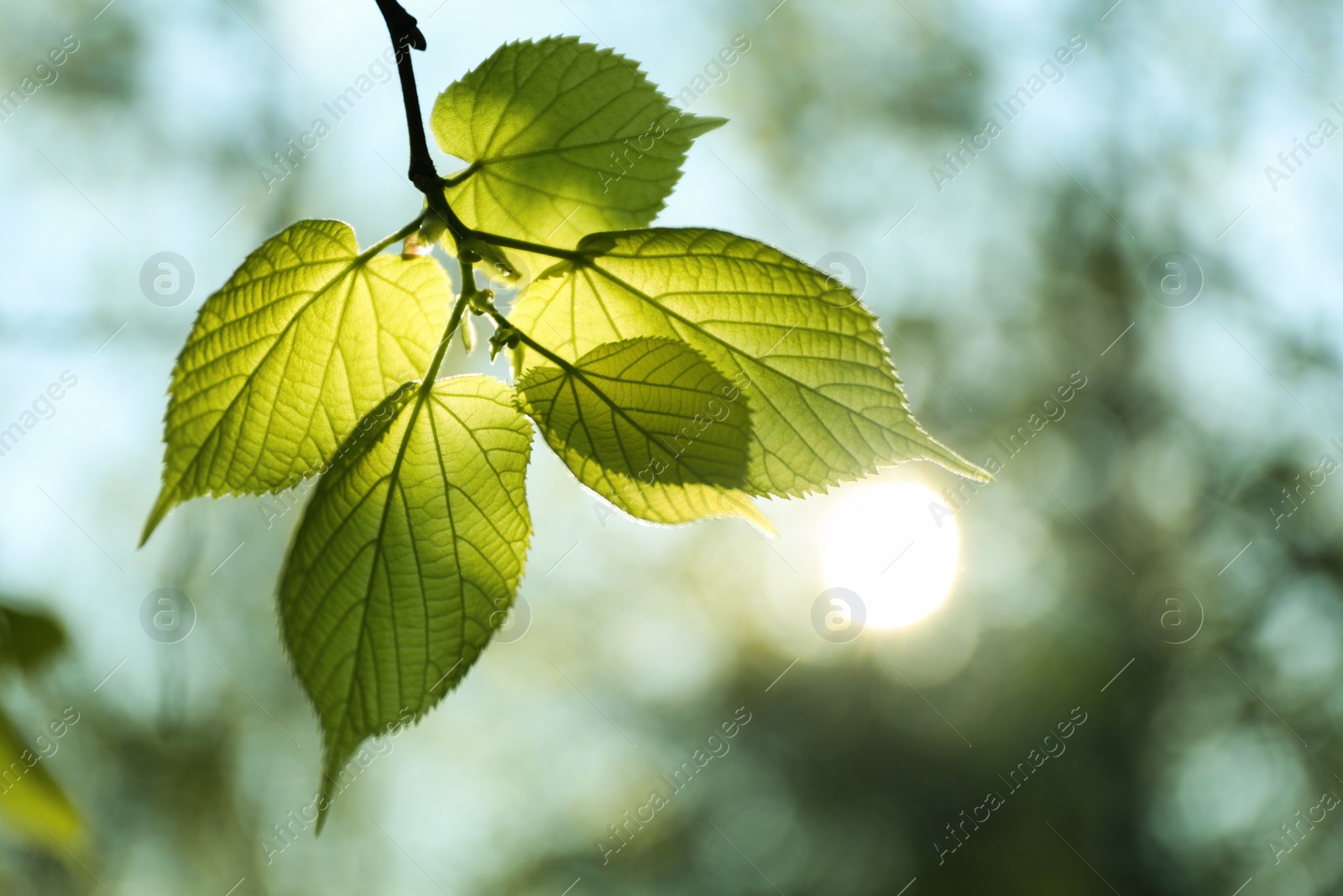 Photo of Tree branch with green leaves on sunny day