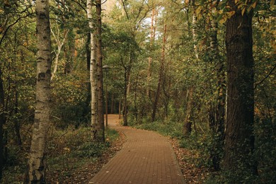 Many beautiful trees and pathway in park