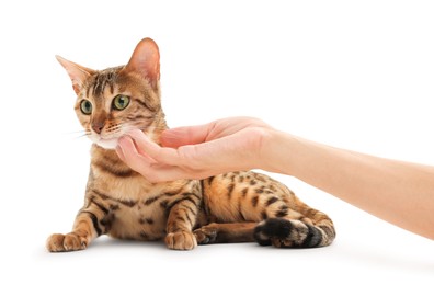 Woman petting cute Bengal cat on white background, closeup