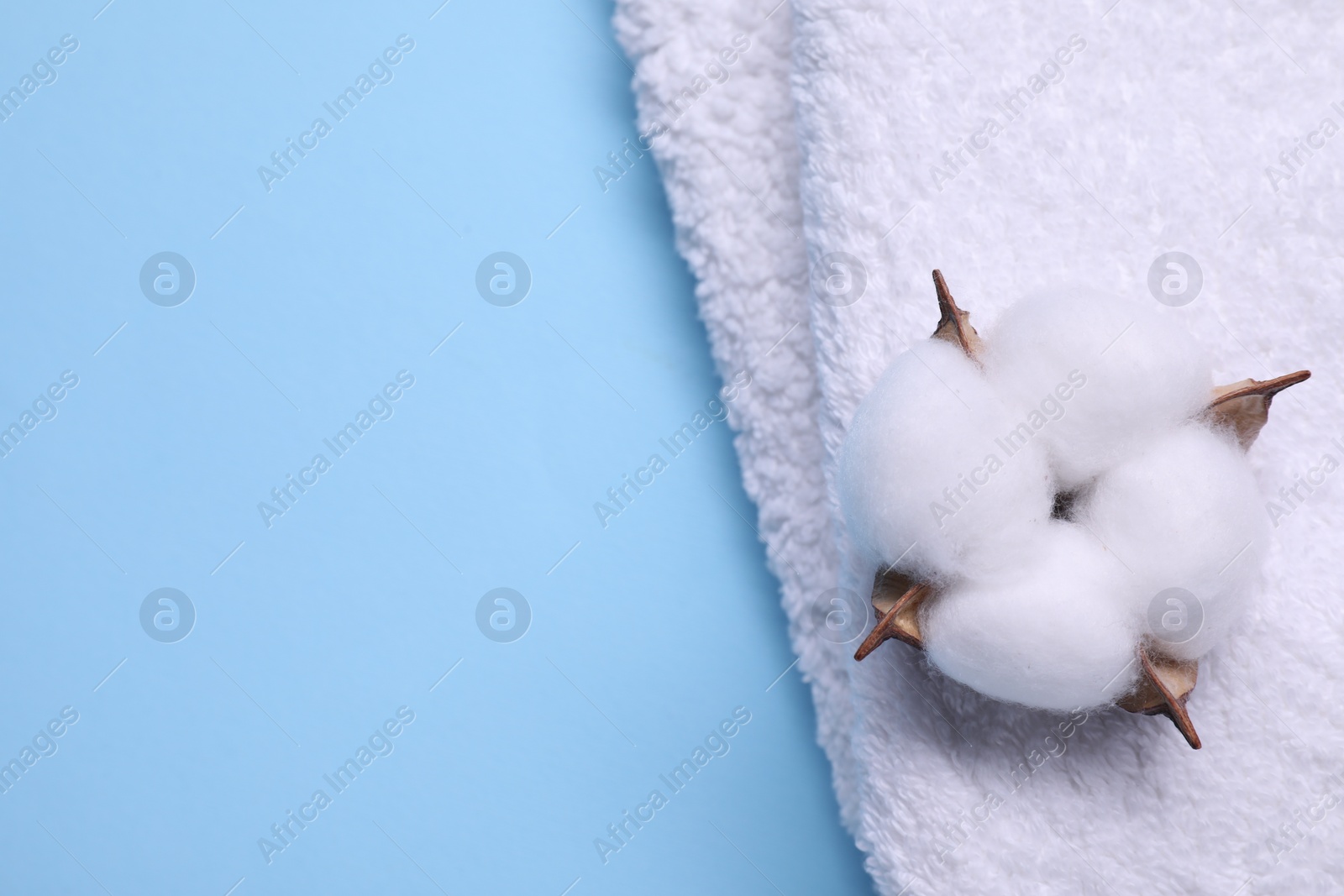 Photo of Fluffy cotton flower and white terry towel on light blue background, top view. Space for text
