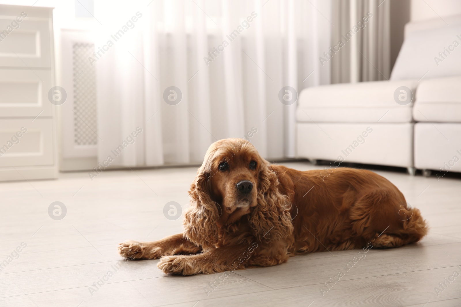 Photo of Cute Cocker Spaniel dog lying on warm floor indoors, space for text. Heating system