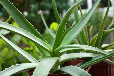 Photo of Beautiful green aloe vera plants in pots outdoors, closeup