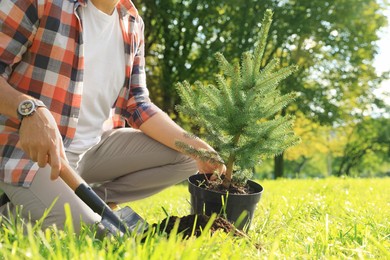 Photo of Man planting conifer tree in park on sunny day, closeup