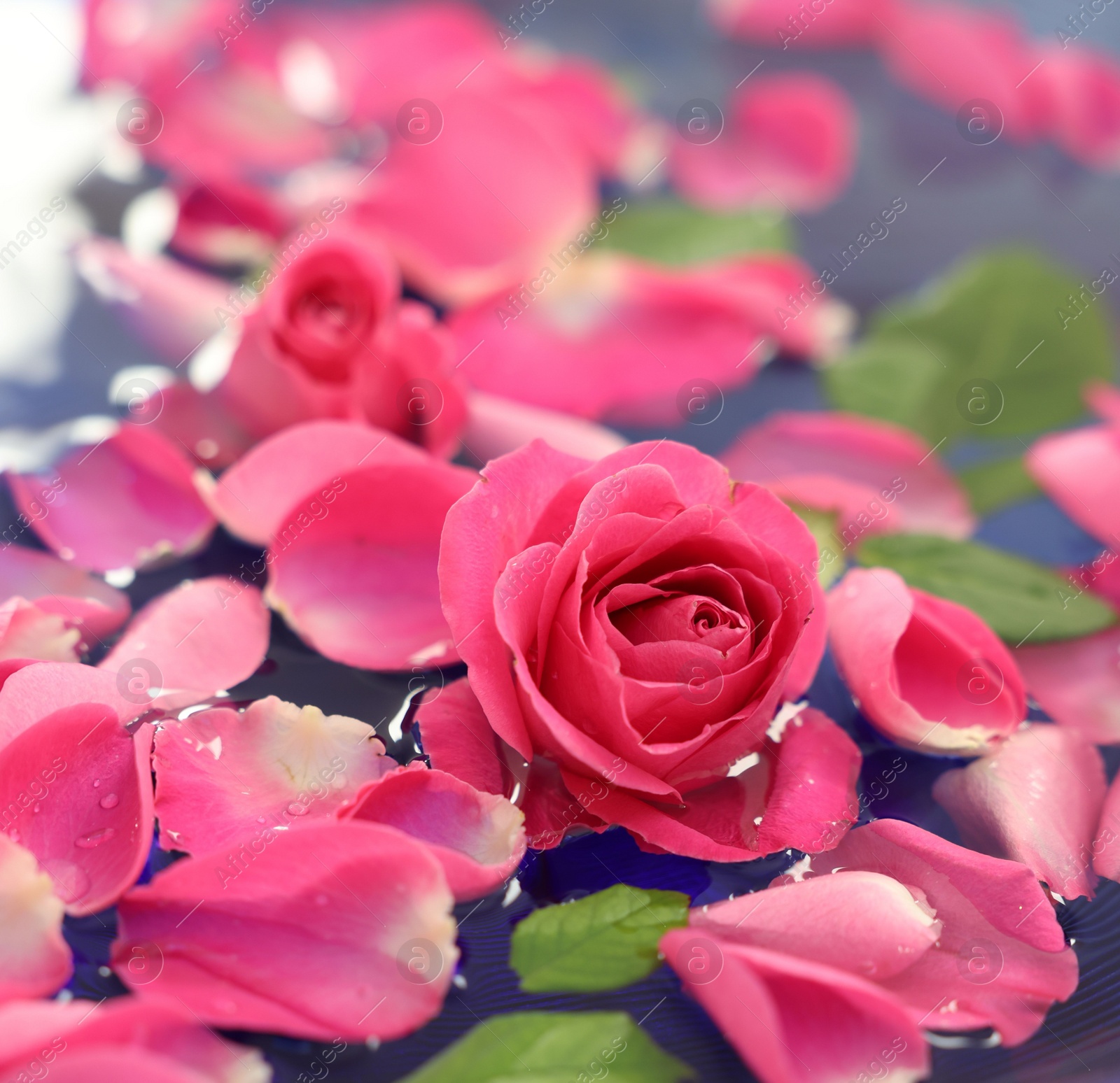 Photo of Pink roses and petals in bowl with water on table, closeup