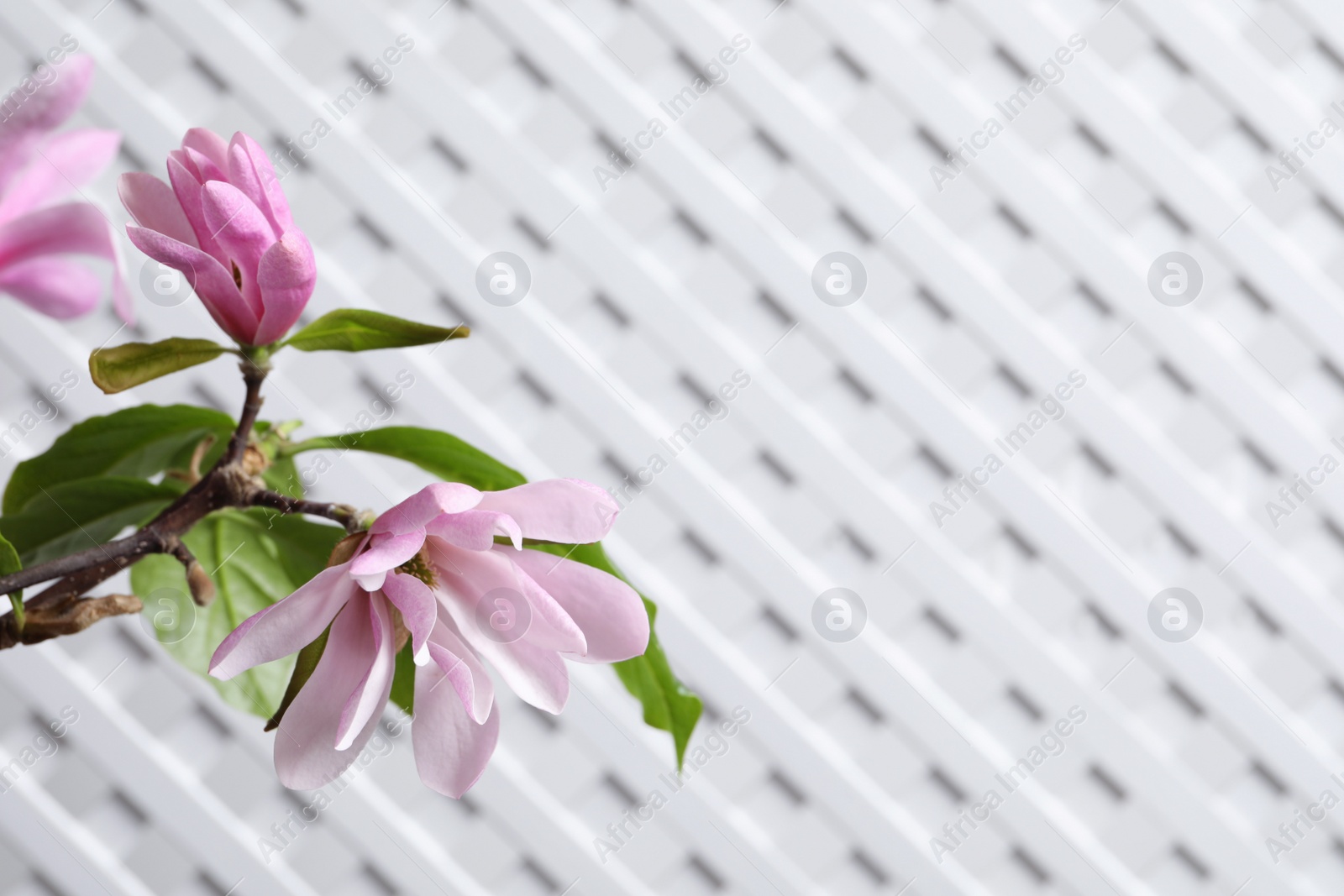 Photo of Magnolia tree branch with beautiful flowers on white background, closeup. Space for text