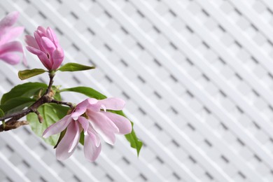 Magnolia tree branch with beautiful flowers on white background, closeup. Space for text