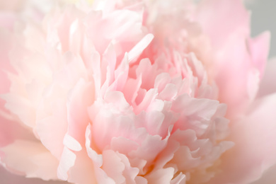 Beautiful blooming pink peony as background, closeup