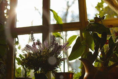 Photo of Beautiful view of sunlit houseplants on window sill