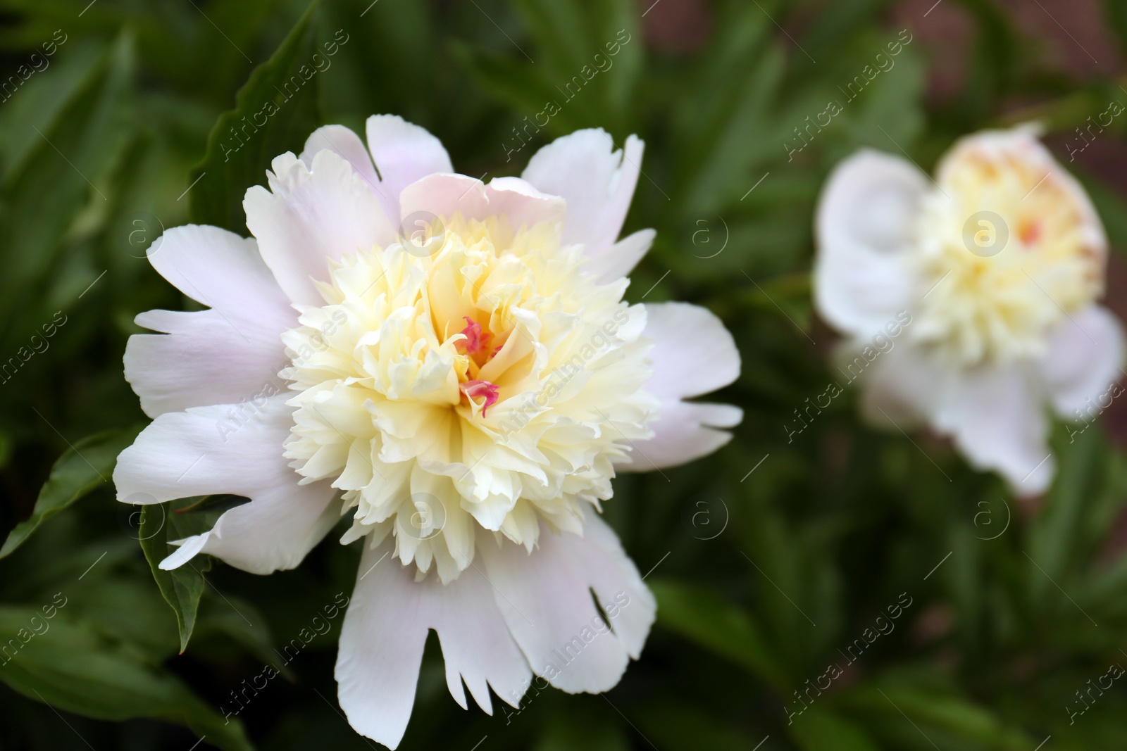 Photo of Beautiful blooming white peonies growing in garden, closeup