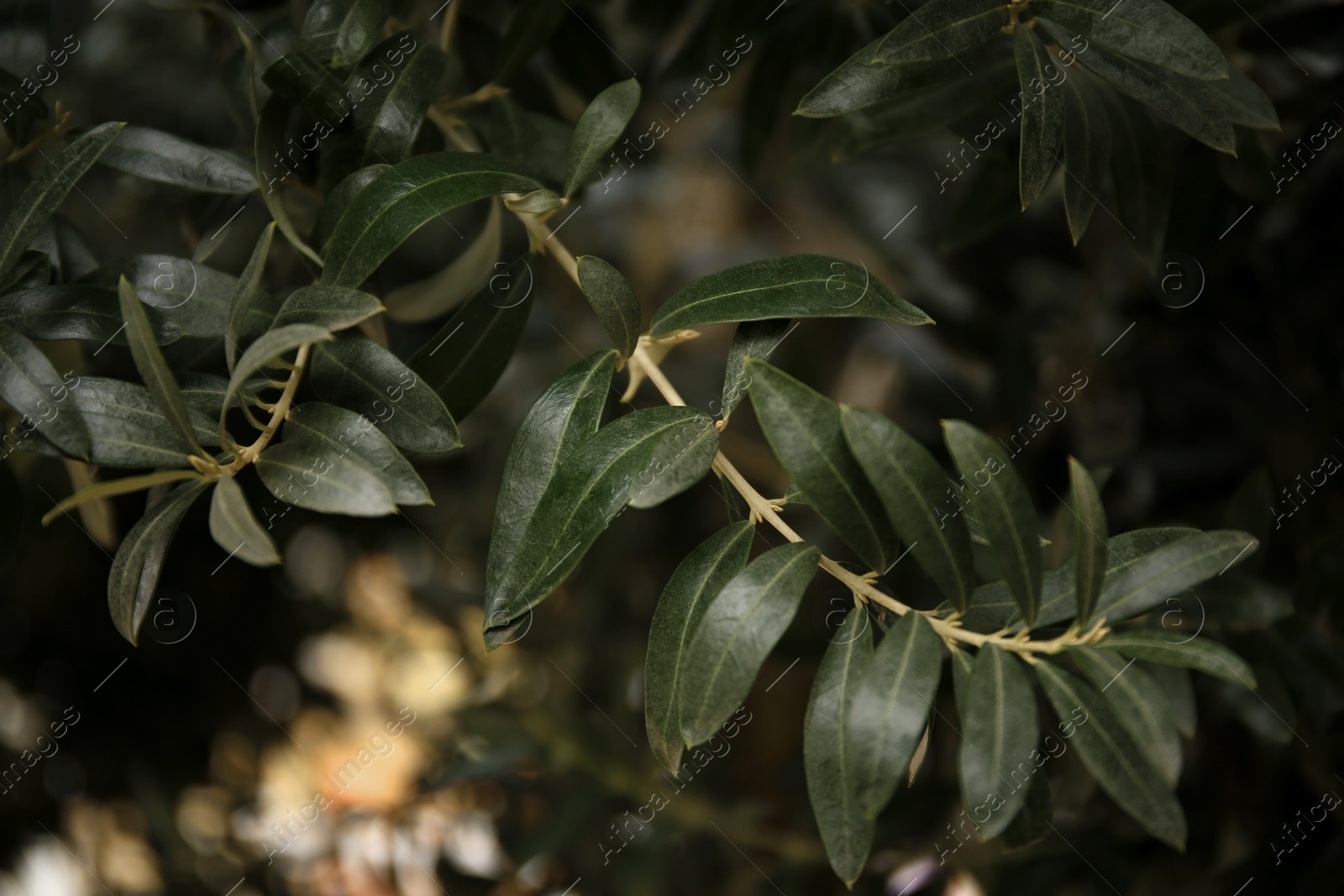 Photo of Olive twigs with fresh green leaves on blurred background, closeup