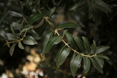 Olive twigs with fresh green leaves on blurred background, closeup