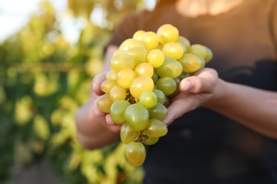 Photo of Woman with bunch of grapes in vineyard, closeup