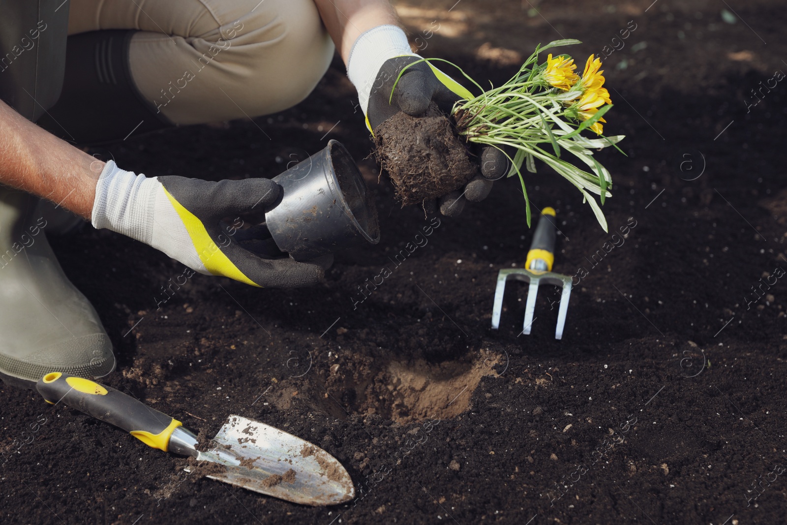 Photo of Man planting flowers outdoors, closeup. Gardening time