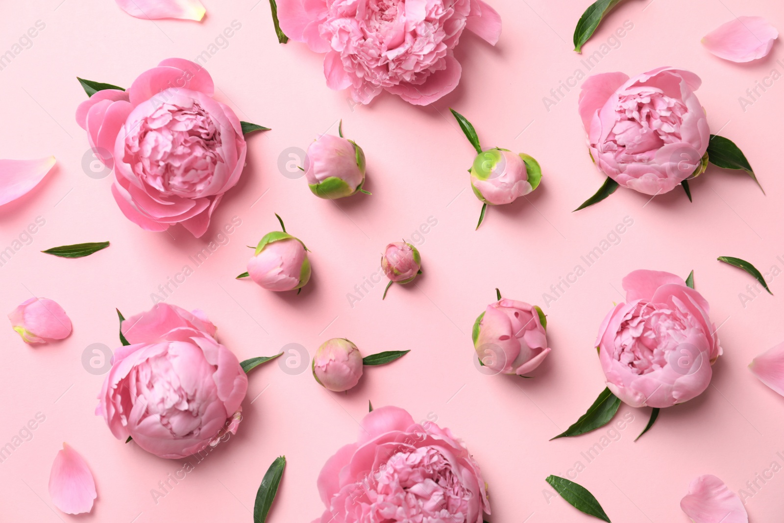 Photo of Beautiful fragrant peony flowers on color background