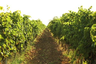 Photo of View of vineyard rows with fresh ripe juicy grapes on sunny day