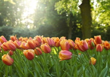 Photo of Many beautiful tulip flowers growing in park on sunny day, closeup. Spring season