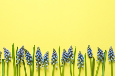 Spring muscari flowers on color background, top view with space for text