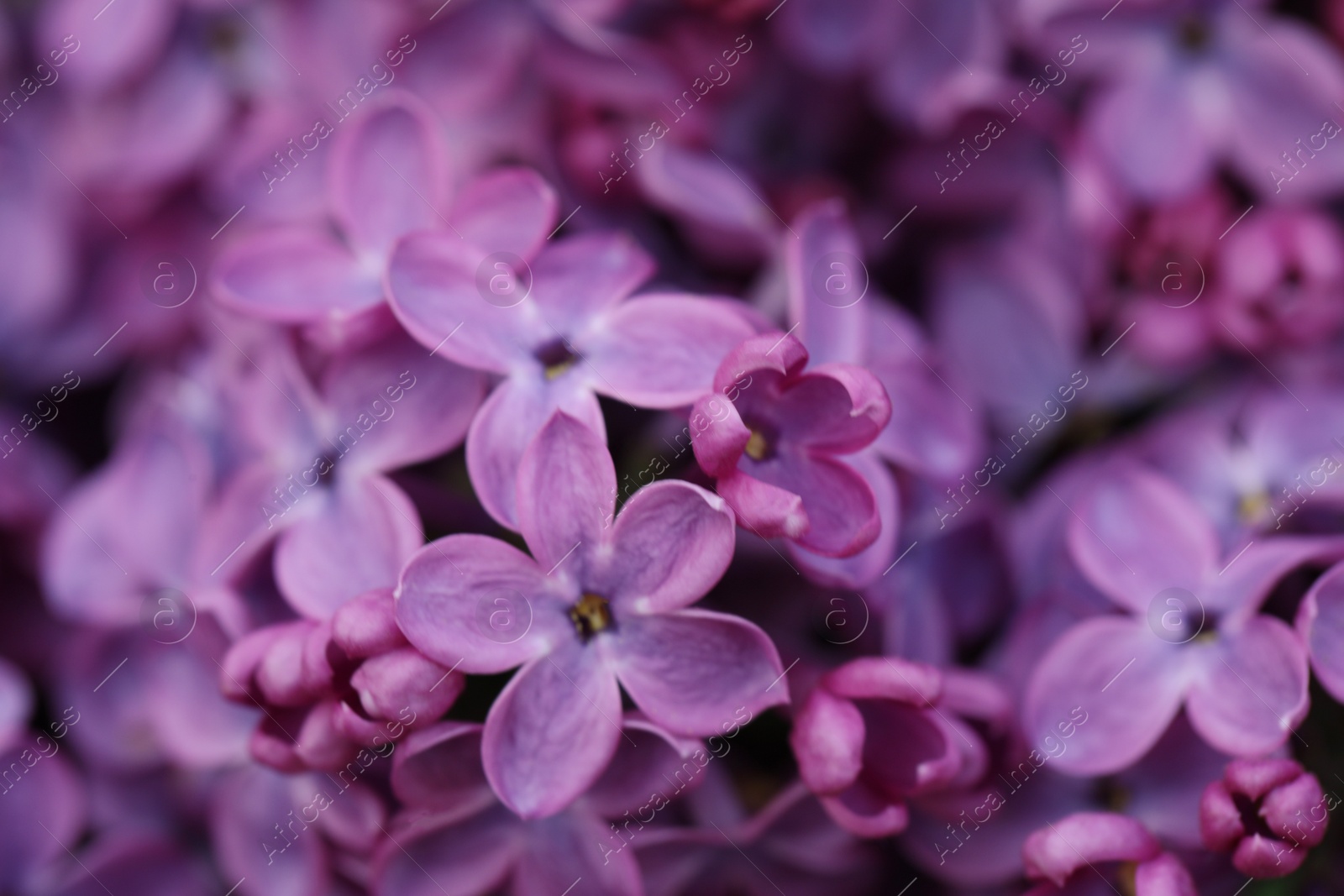 Photo of Closeup view of beautiful blossoming lilac as background