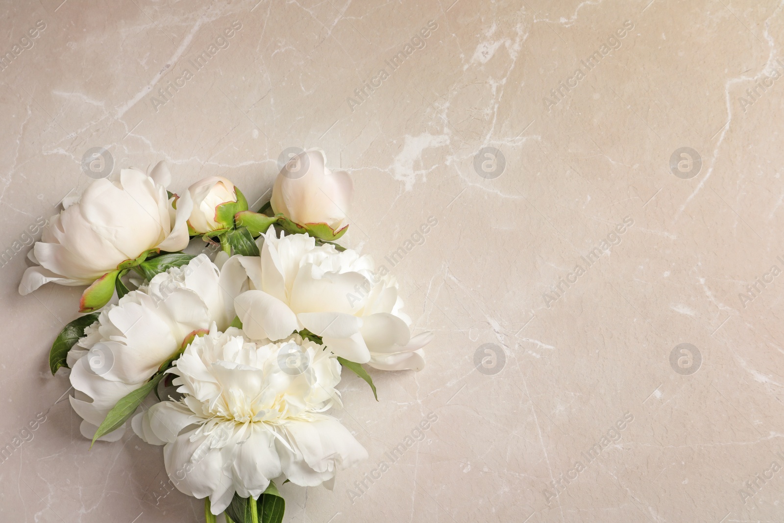 Photo of Beautiful blooming peony flowers on light background, top view