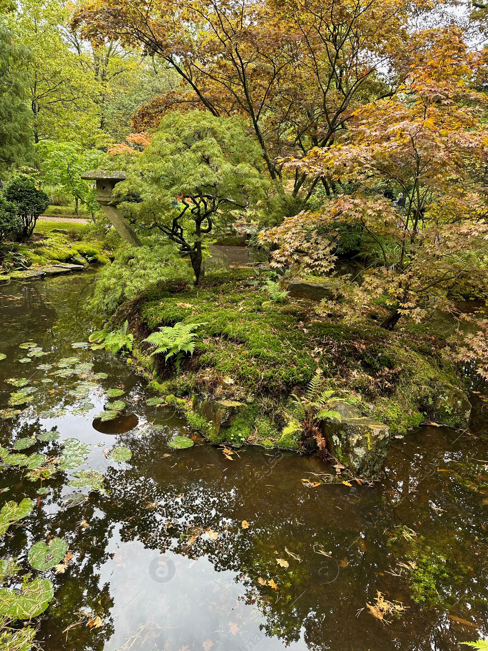 Photo of Beautiful pond and different plants in park