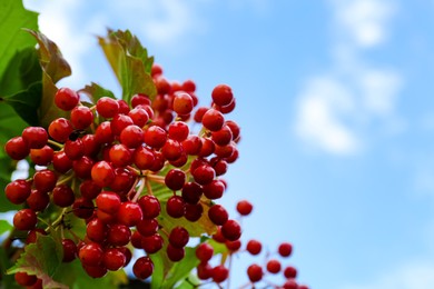 Beautiful Viburnum shrub with bright berries against blue sky, closeup. Space for text