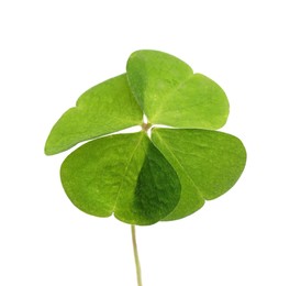 Photo of Beautiful green four leaf clover isolated on white