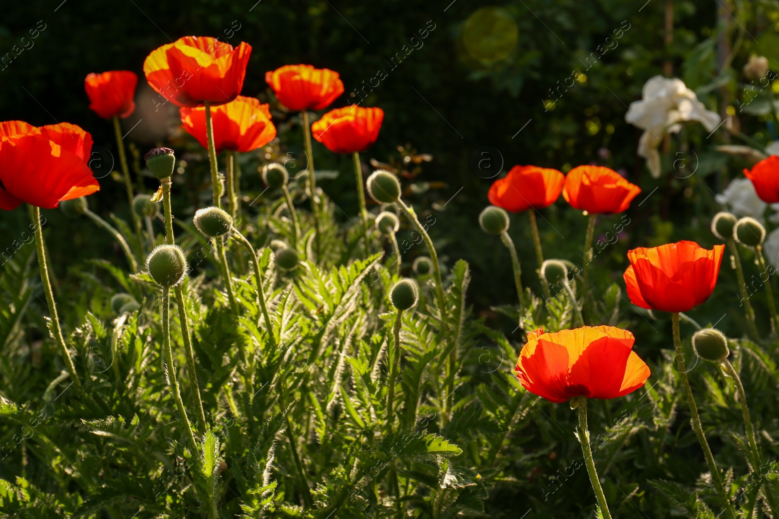 Photo of Beautiful red poppy flowers outdoors on sunny day