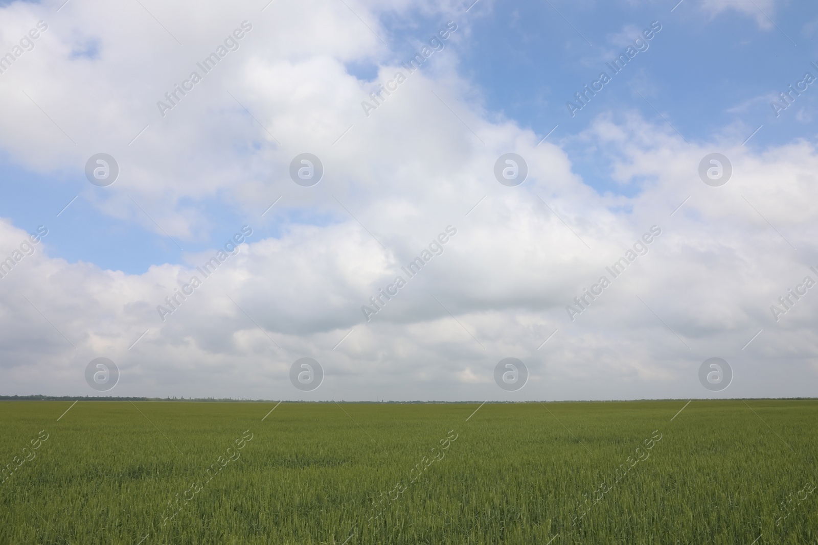 Photo of Agricultural field with ripening cereal crop under cloudy sky