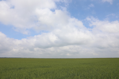 Photo of Agricultural field with ripening cereal crop under cloudy sky