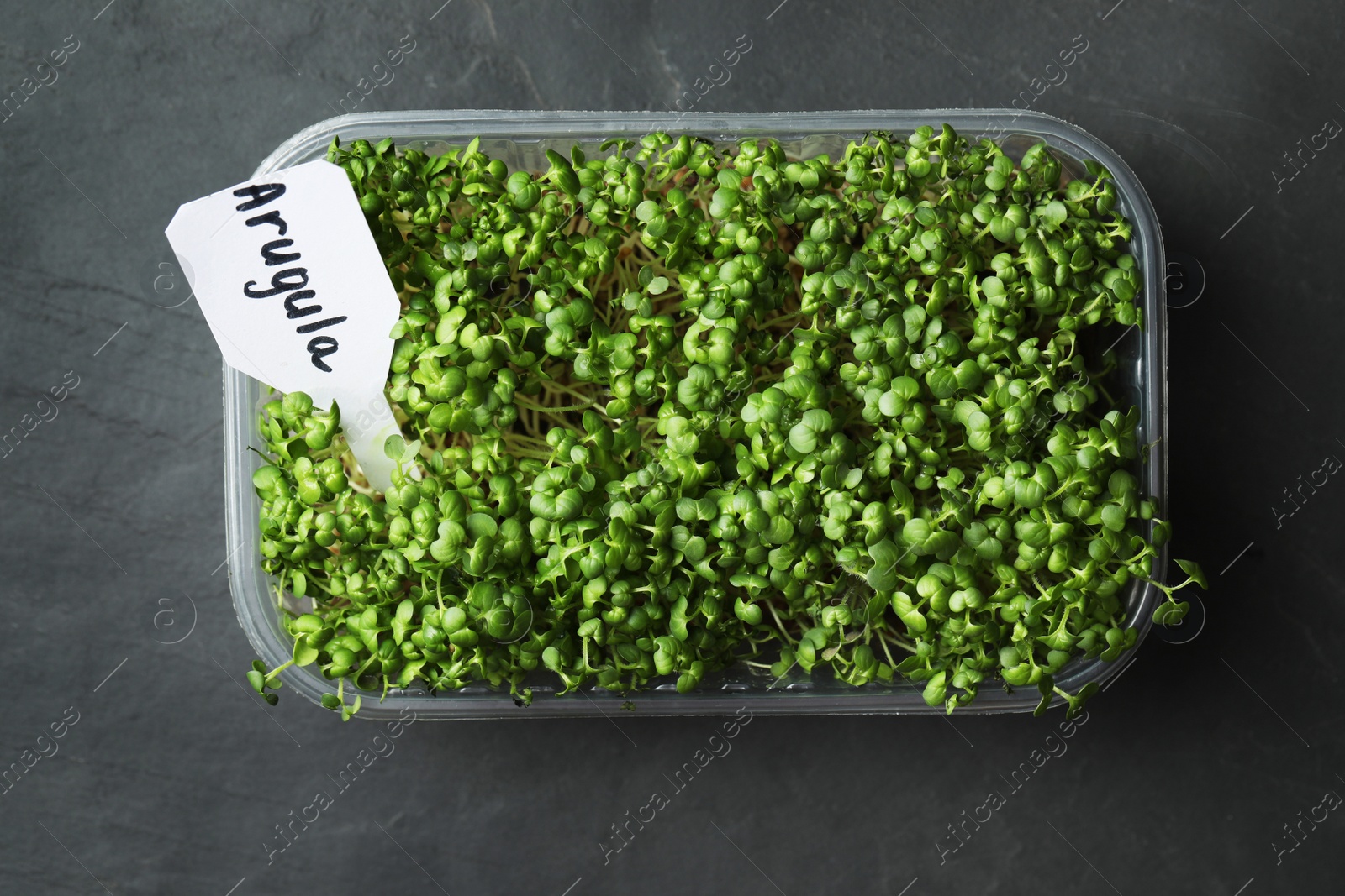 Photo of Sprouted arugula seeds in plastic container on grey table, top view