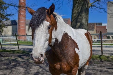 Beautiful horse at ranch on sunny day