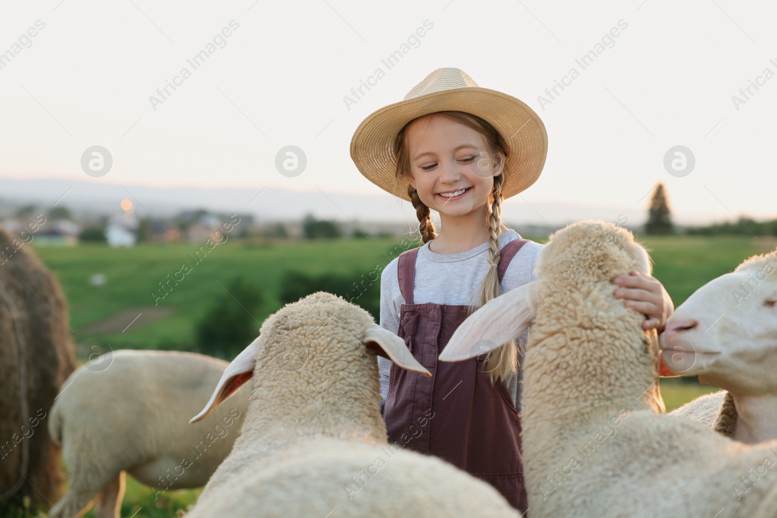 Photo of Girl stroking sheep on pasture. Farm animals