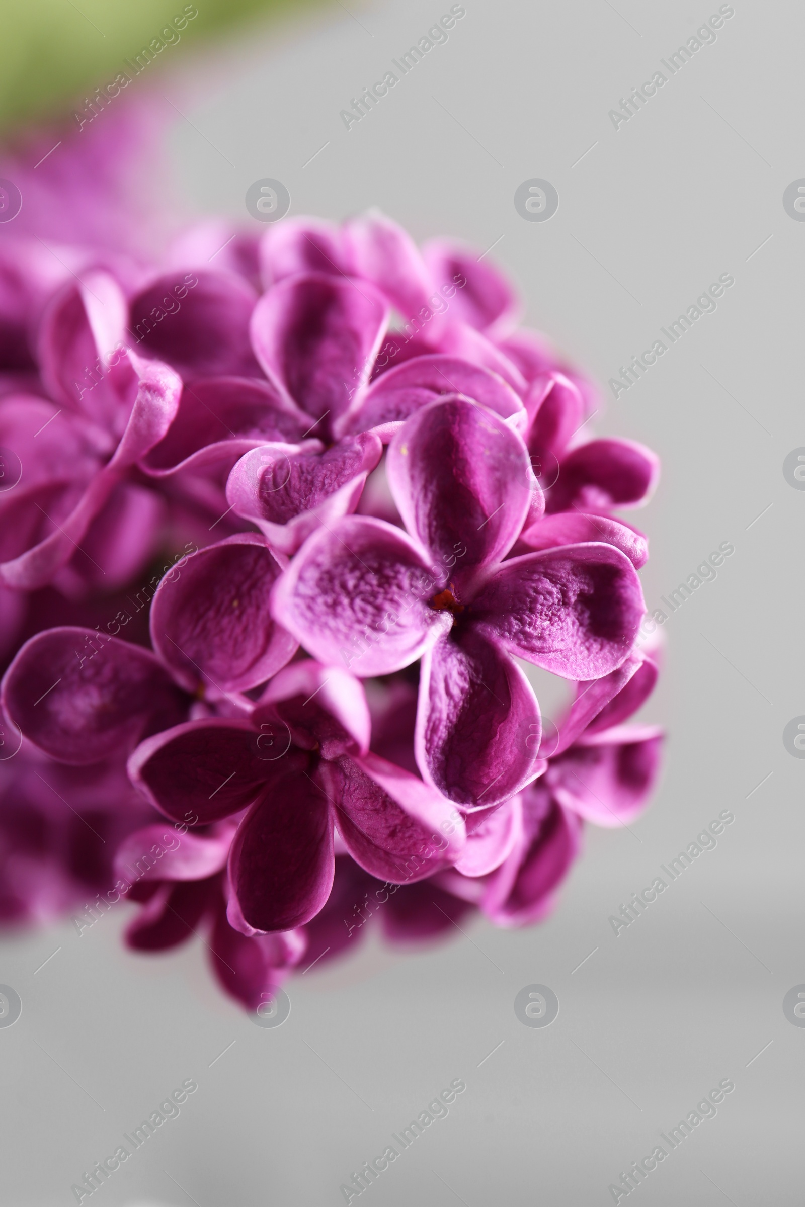 Photo of Beautiful blooming lilac flowers against blurred background, closeup