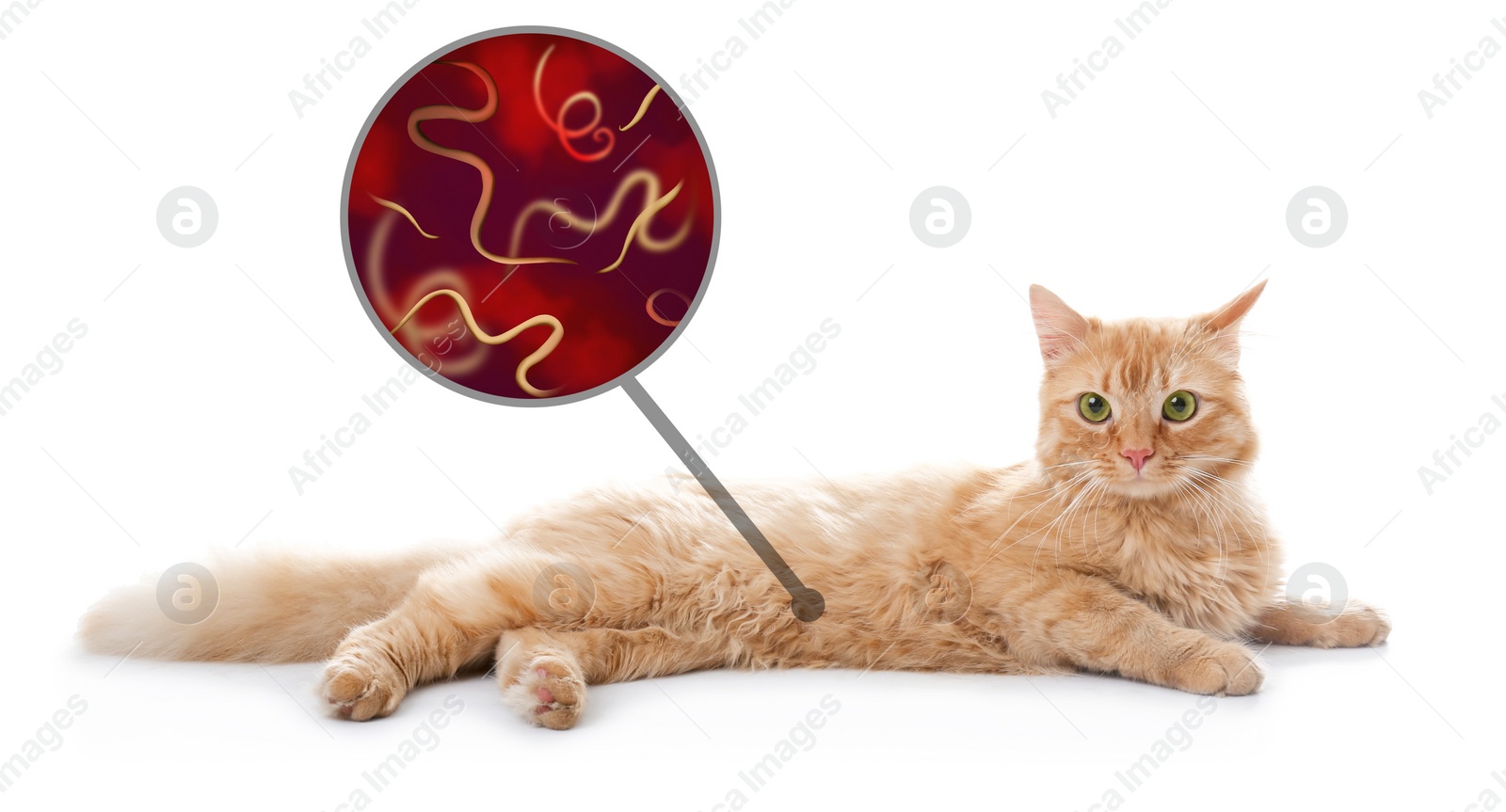 Image of Cute cat and illustration of helminths under microscope on white background, banner design. Parasites in animal