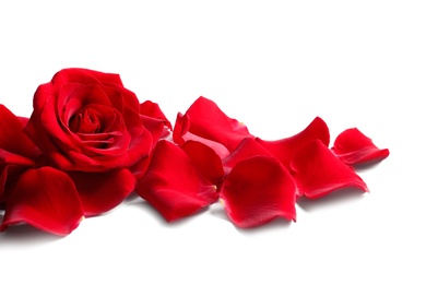 Photo of Beautiful red rose flower and petals on white background