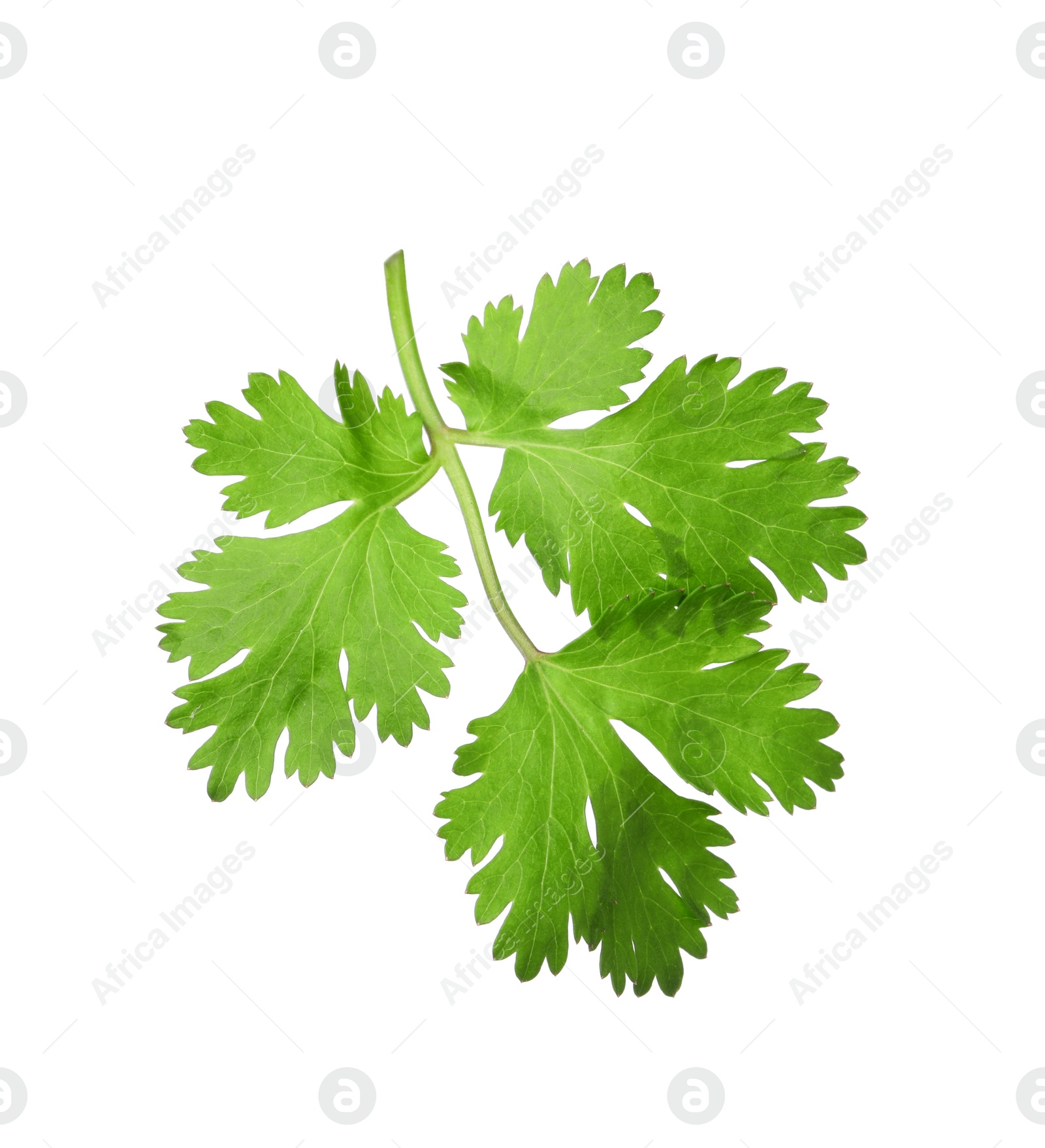 Photo of Aromatic fresh green cilantro isolated on white