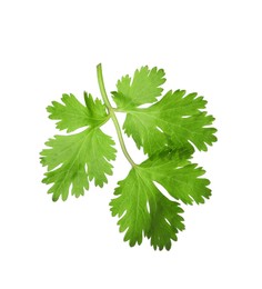 Aromatic fresh green cilantro isolated on white