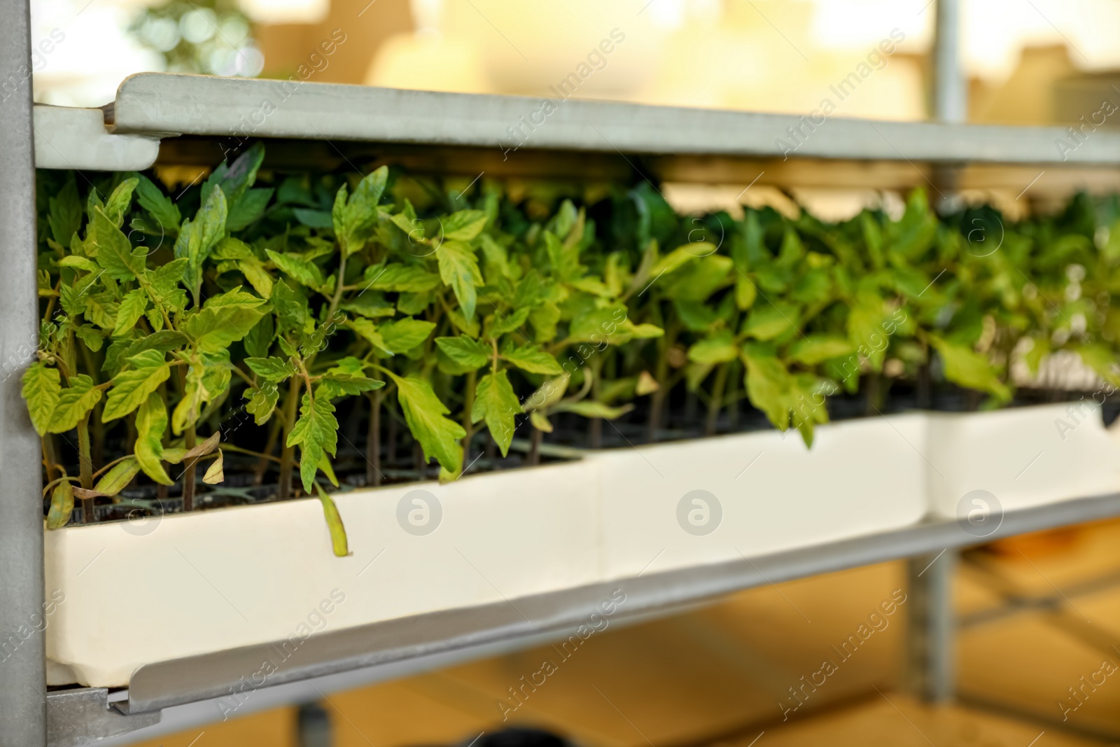 Photo of Rack with green tomato seedlings in garden center, closeup