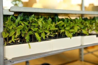 Photo of Rack with green tomato seedlings in garden center, closeup