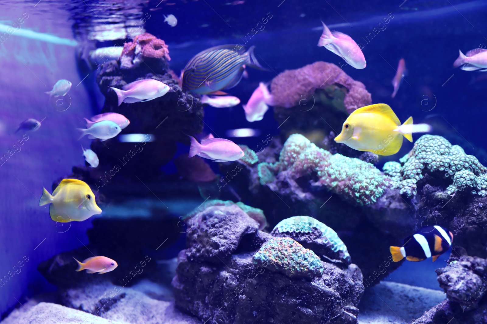 Photo of Different tropical fishes swimming in aquarium water