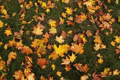 Photo of Dry leaves on green grass in autumn, above view