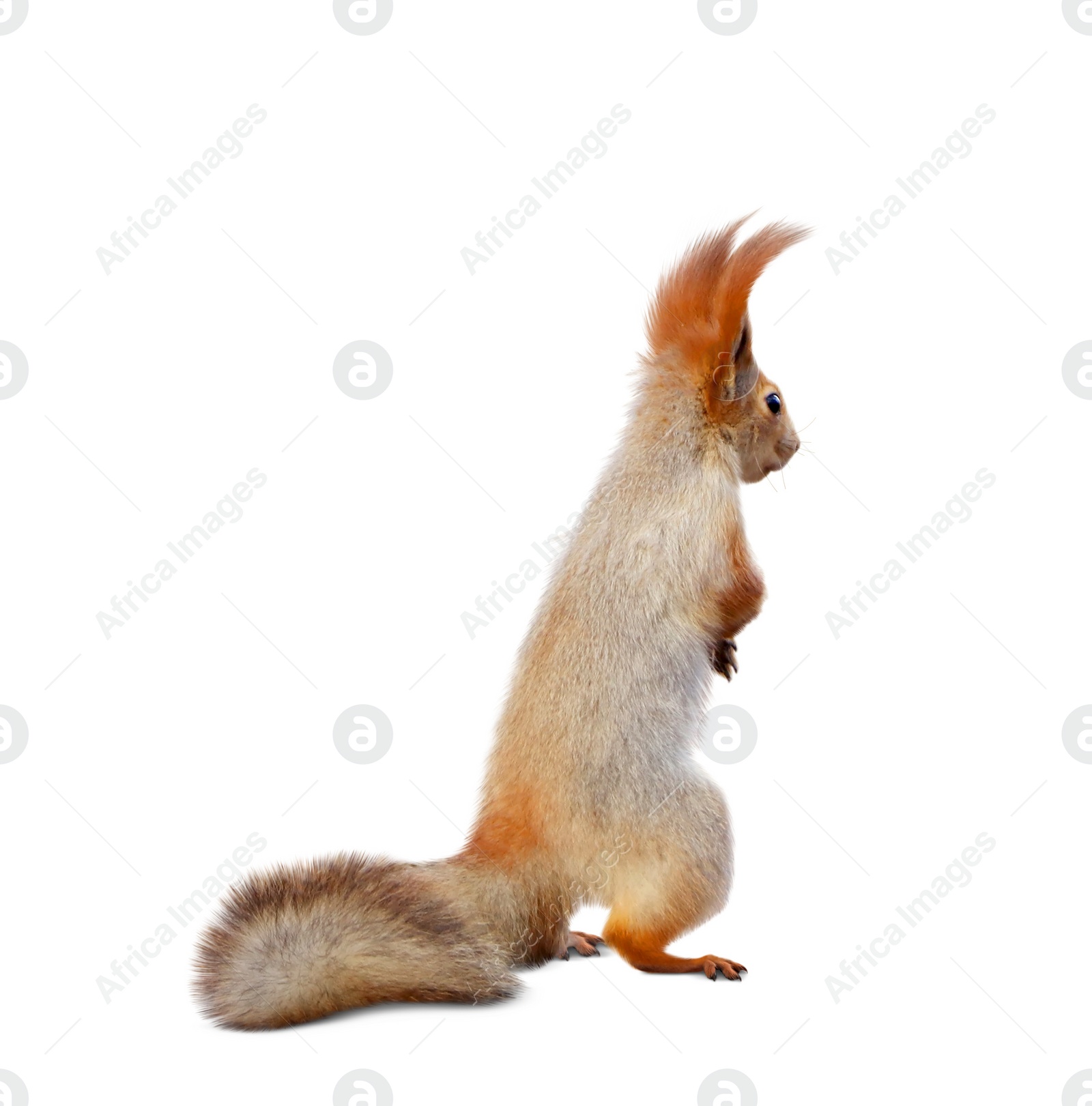 Image of Cute squirrel with fluffy tail on white background