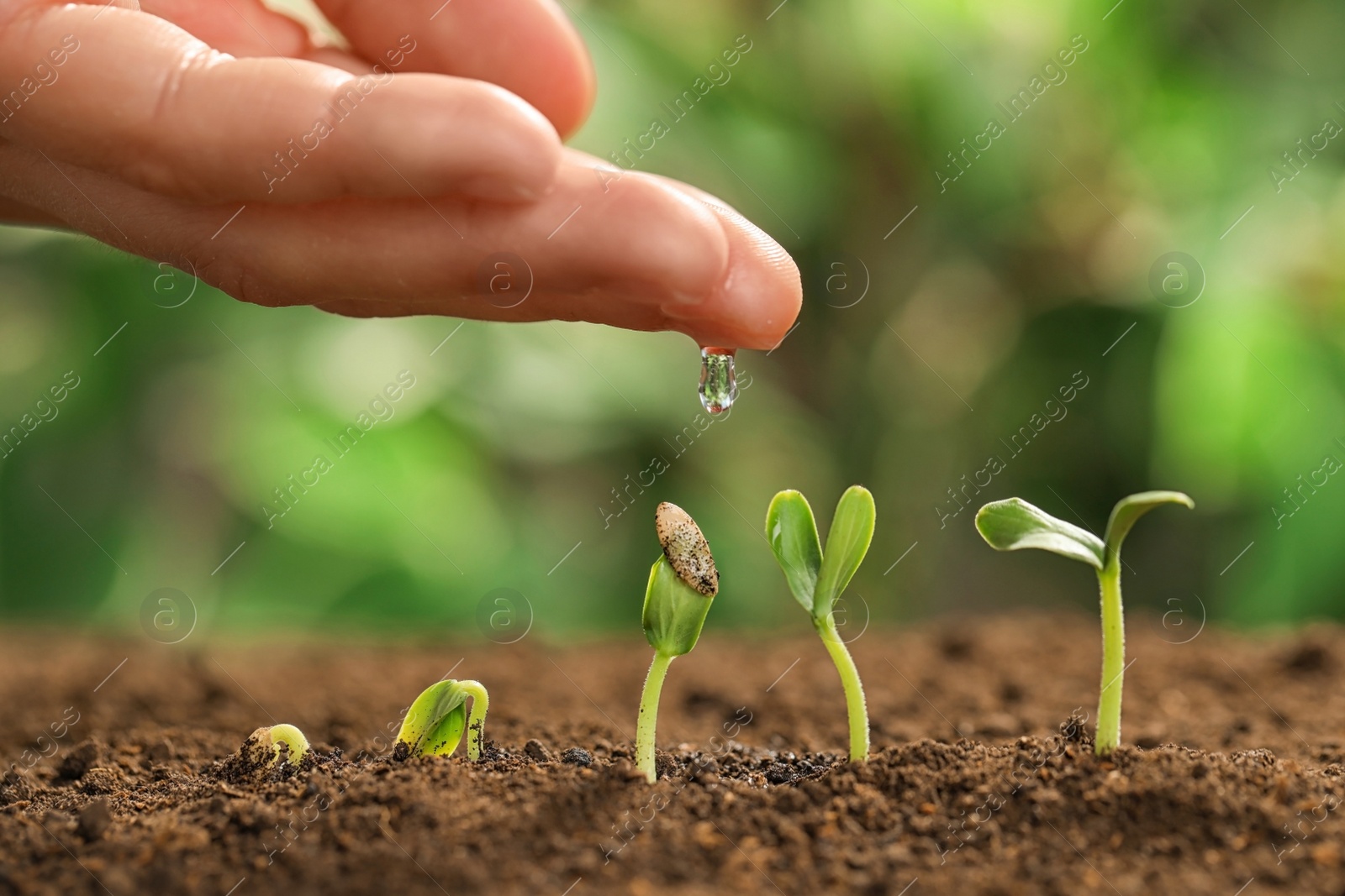 Photo of Young woman watering little seedlings against blurred background, closeup